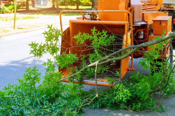 Best Tree Care Services  in High Rolls, NM